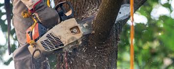 Best Tree Trimming and Pruning  in Jacinto City, TX